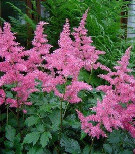 Astilbe Rheinland
