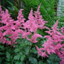 astilbe rheinland has bright pink flowers and dark green leaves