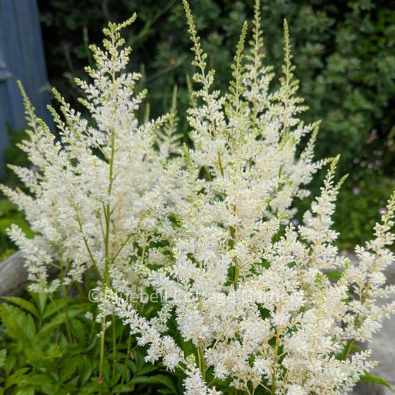 Close-up of Astilbe Snowdrift white plume flowers attracting pollinators