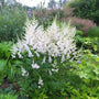 White Astilbe flowers planted with hostas and ferns in a shade garden