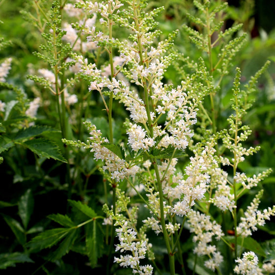BRIGHT WHITE ASTILBE CUT FLOWER GARDEN