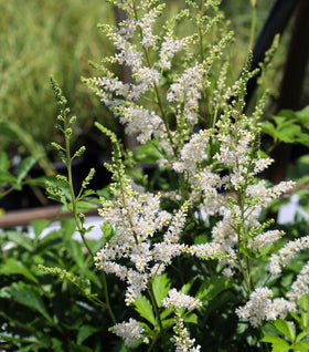 Astilbe Snowdrift