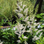 snow white astilbe plants