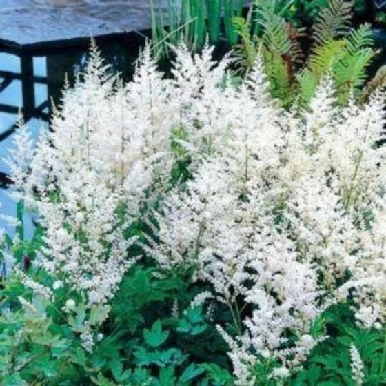 The astilbe snowdrift comes with a giant densly pack of magnificent white flowers
