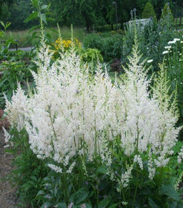 Astilbe Snowdrift