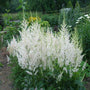 With a small hint of yellow combined with the bundles of small flowers on the astilbe snowdrift