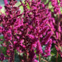 close look at an astilbe vison in red partially bloomed panicle