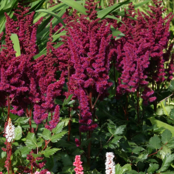 Astilbe Vision in Red