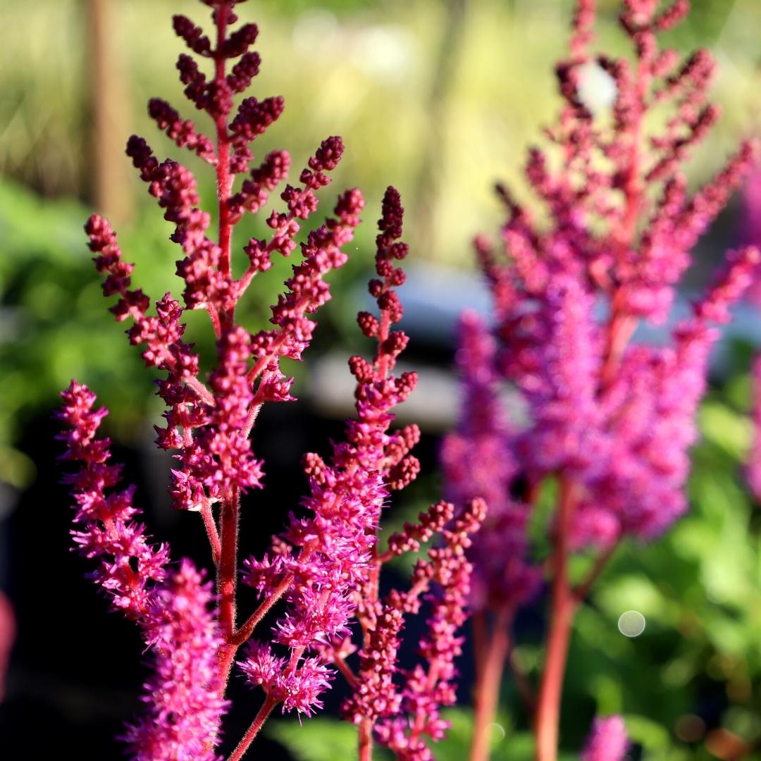Buy Astilbe Vision in Red Online Garden Goods Direct