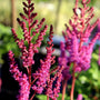 vibrant magenta summer blooms