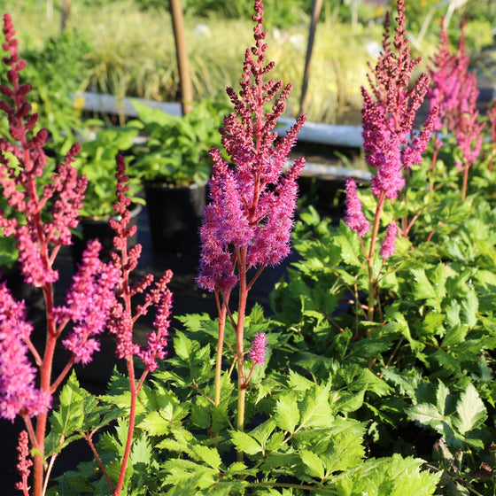 Buy Astilbe Vision in Red Online | Garden Goods Direct