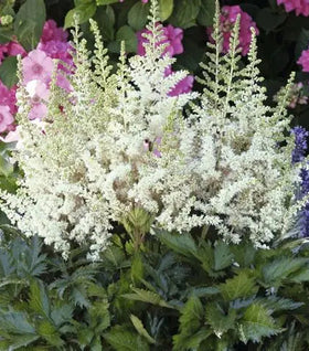 Astilbe Vision in White