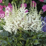 Astilbe Vision in White with creamy white plume flowers blooming in a moist shade garden