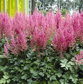Astilbe Visions