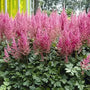 Raspberry pink Astilbe flowers planted with hostas and ferns in a shade garden