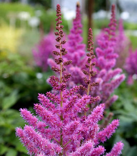 Astilbe Visions