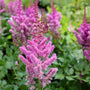 astilbe visions in the garden