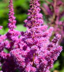 Astilbe Visions