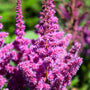astilbe visions in the garden