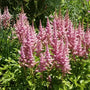 Astilbe chinensis Visions in Pink blooming in a woodland shade border