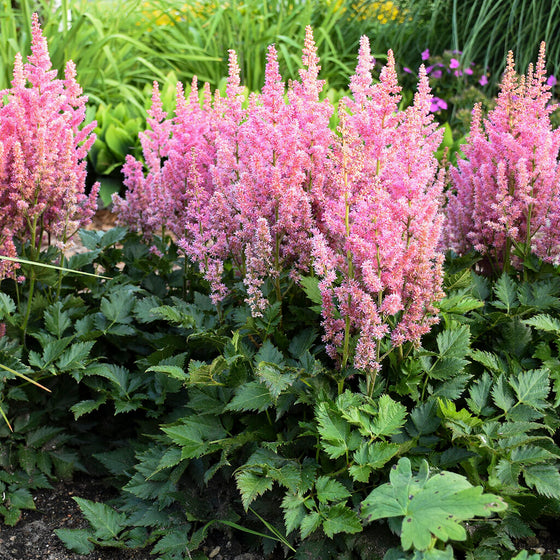 Visions in Pink Astilbe pink plumes above fern-like green foliage