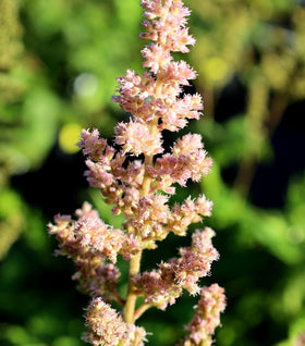 Astilbe Visions in Pink