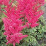 astilbe visions in pink flower clusters