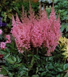 Astilbe Visions in Pink