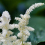 astilbe visions in white, white flowers close up