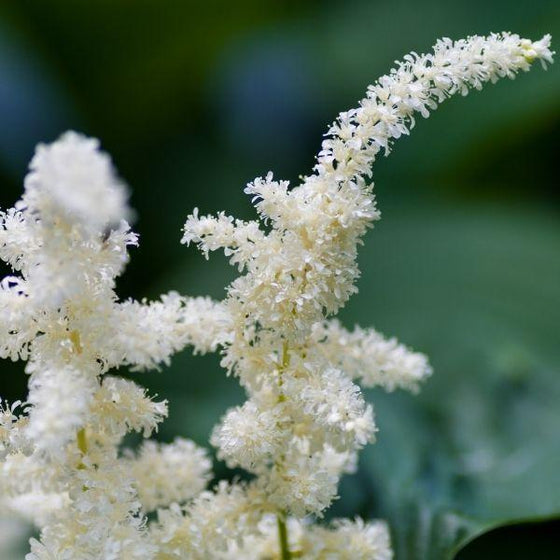 astilbe visions in white, white flowers close up