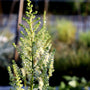 late summer buds on astilbe visions in white
