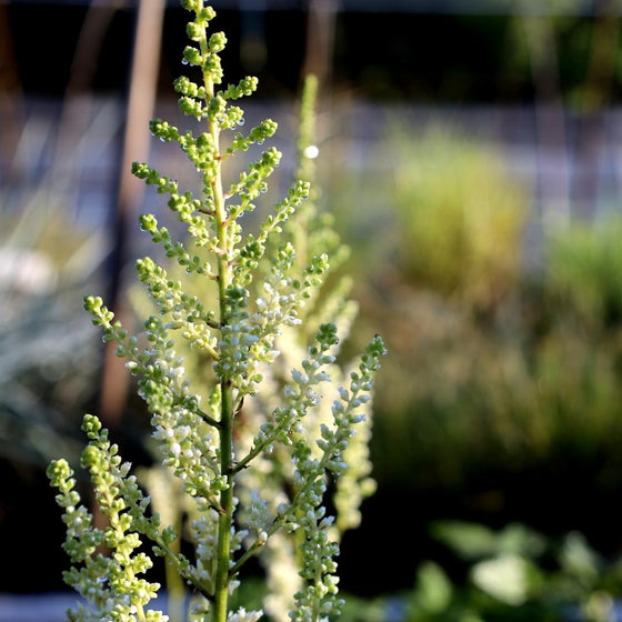 late summer buds on astilbe visions in white