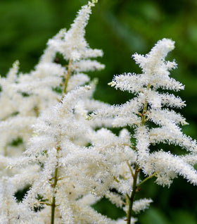 Astilbe Visions in White