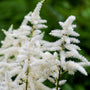 upright stems of white flowers on astilbe visions in white flowers