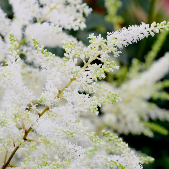 astillbe visions in white