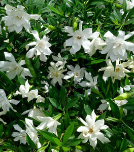 August Beauty Gardenia