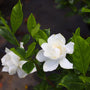close up of August beauty gardenia bloom