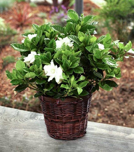 August Beauty Gardenia