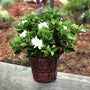 august beauty gardenia in a basket