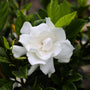bright white fragrant gardenia bloom