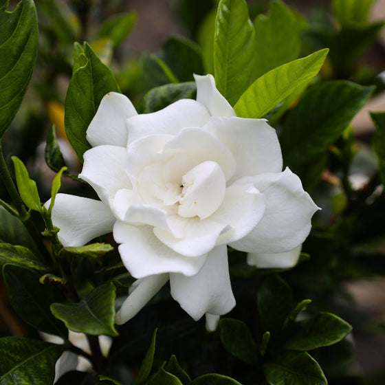 bright white fragrant gardenia bloom