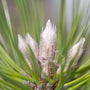 Austrian Pine tree bud