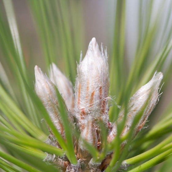 Austrian Pine tree bud