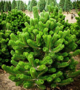 Buy Eastern White Pine Tree (Pinus strobus), FREE SHIPPING, Wilson Bros  Gardens