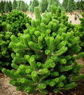 Austrian Pine