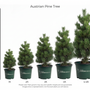 A size chart for Austrian Pine Tree planters showing five different sized potted trees from 1ft to 5-6ft, with a height measurement scale on the left side. The trees are green and planted in dark green pots branded with 'GARDEN GOODS'.