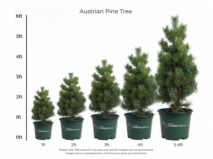 A size chart for Austrian Pine Tree planters showing five different sized potted trees from 1ft to 5-6ft, with a height measurement scale on the left side. The trees are green and planted in dark green pots branded with 'GARDEN GOODS'.