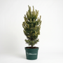 A small conifer tree in a dark green plastic nursery pot with the text 'Family Garden Goods' printed on the front, photographed against a seamless white studio background.
