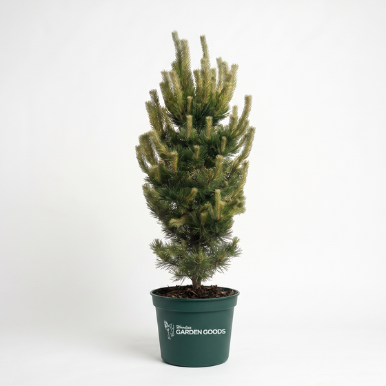 A small conifer tree in a dark green plastic nursery pot with the text 'Family Garden Goods' printed on the front, photographed against a seamless white studio background.