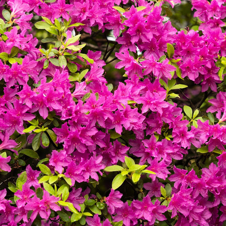 Autumn Amethyst® ®